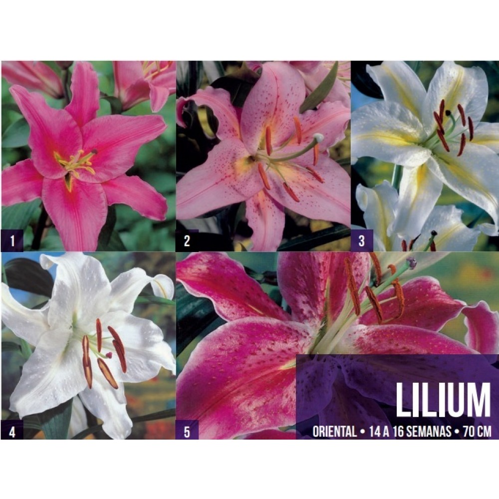 S.BOLBO GR LILIUMS ORIENTAIS 18/20  - CAIXA  150 UNIDADES