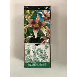 S.BOLBO GR LILIUMS ORIENTAIS 18/20  - CAIXA  30 UNIDADES