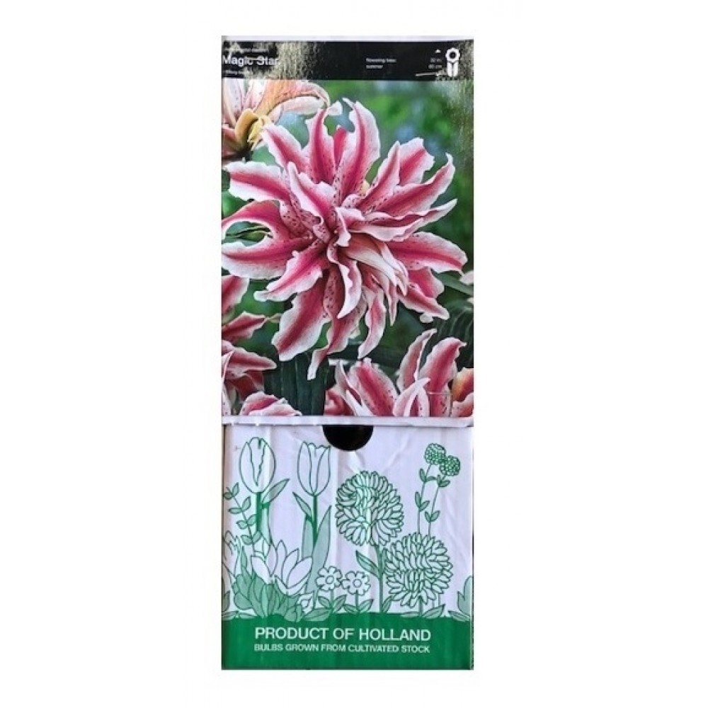 S.BOLBO GR LILIUMS ORIENTAIS DOBRADOS 16/18 - CAIXA  20 UNIDADES