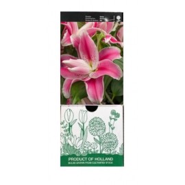 S.BOLBO GR LILIUMS ORIENTAIS DOBRADOS 16/18 - CAIXA  20 UNIDADES