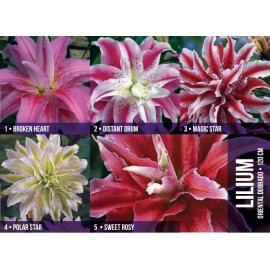 S.BOLBO GR LILIUMS ORIENTAIS DOBRADOS 16/18 - CAIXA  75 UNIDADES