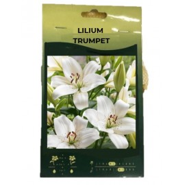 S.BOLBO GR SAQUETA LILLIUMS TRUMPET 16/18