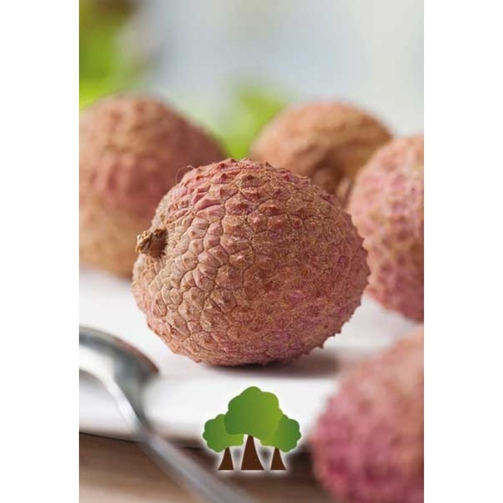 S.ARVORE FRUTO TROPICAL -LITCHI
