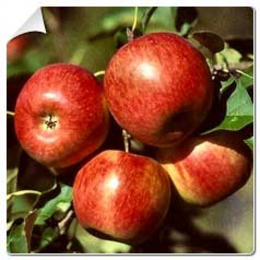 S.ARVORE FRUTO -MACIEIRA EM VASO PORTA DA LOJA