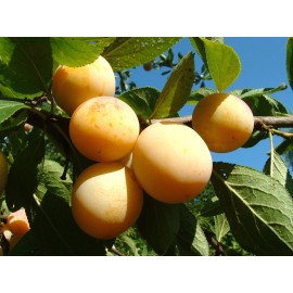S.ARVORE FRUTO -AMEIXOEIRA