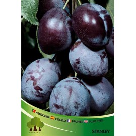 S.ARVORE FRUTO -AMEIXOEIRA