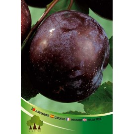 S.ARVORE FRUTO -AMEIXOEIRA