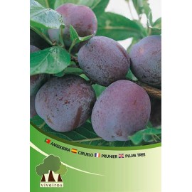 S.ARVORE FRUTO -AMEIXOEIRA