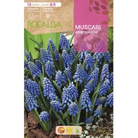 S.BOLBO SAQUETA MUSCARIS ARMENIACUM AZUL - EBMS6405