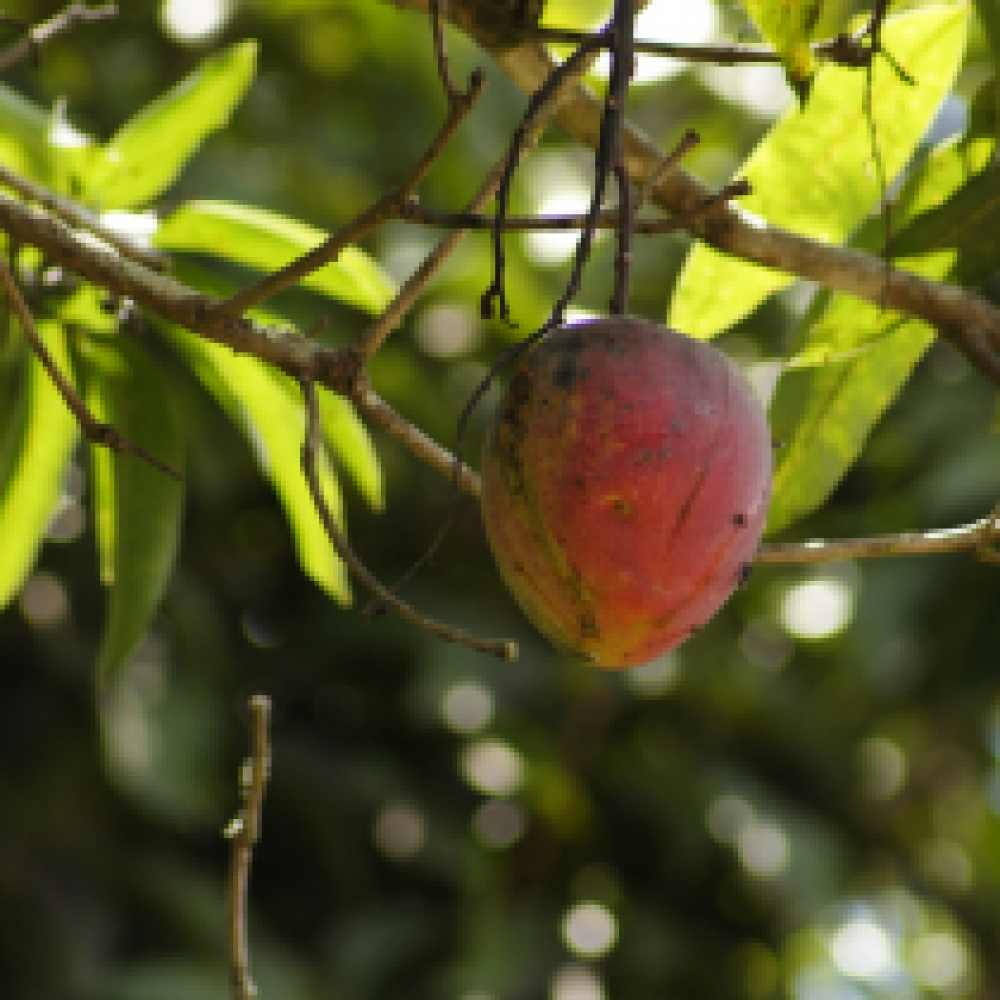 S.ARVORE FRUTO TROPICAL -MANGA OSTEEN