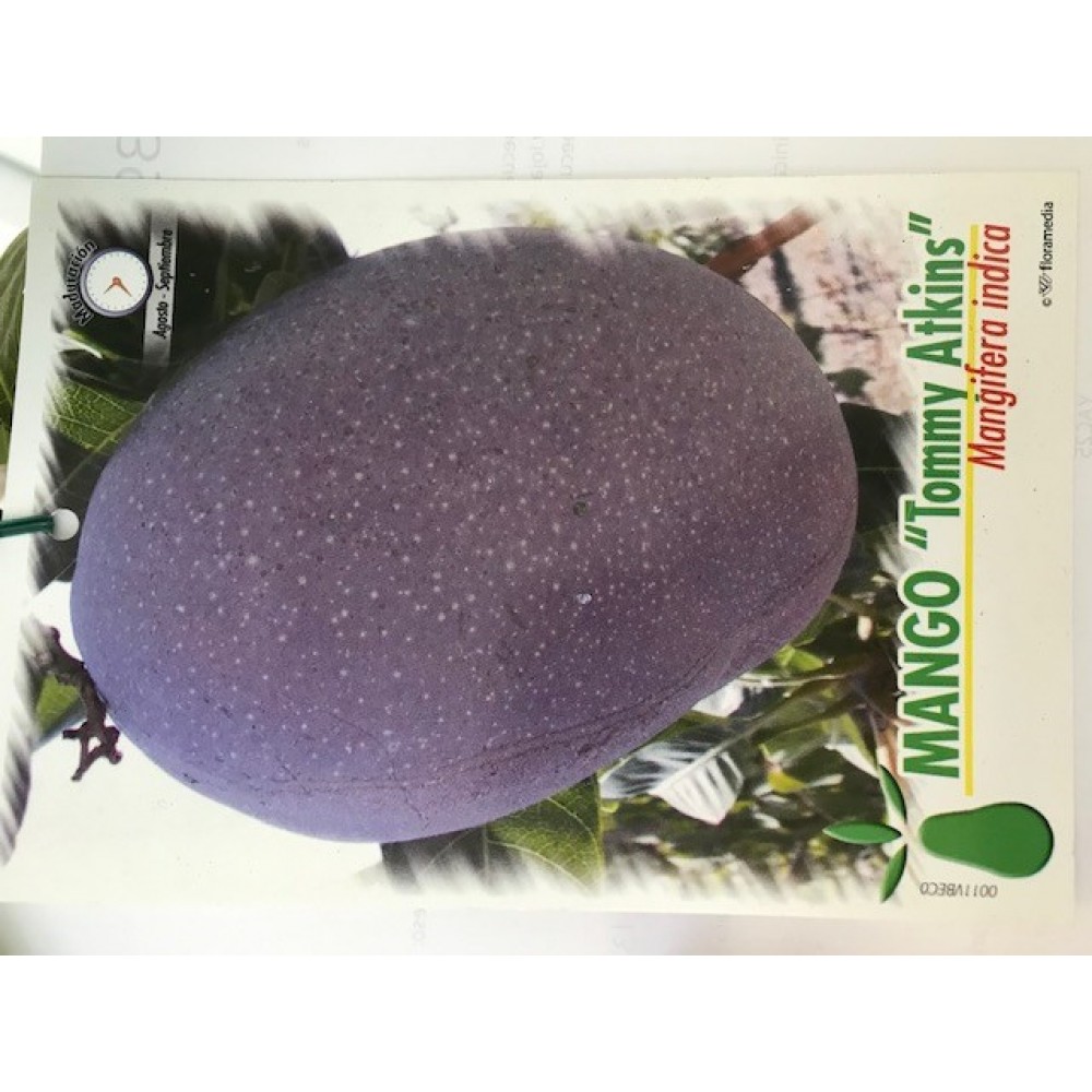 S.ARVORE FRUTO TROPICAL -MANGA TOMMY ATKINS