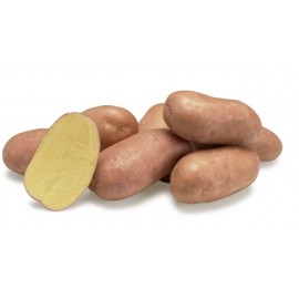 S.BATATA AGRICO MANITOU  35/55  - 25KG