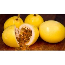 S.PLANTA MARACUJA AMARELO  -   VASO