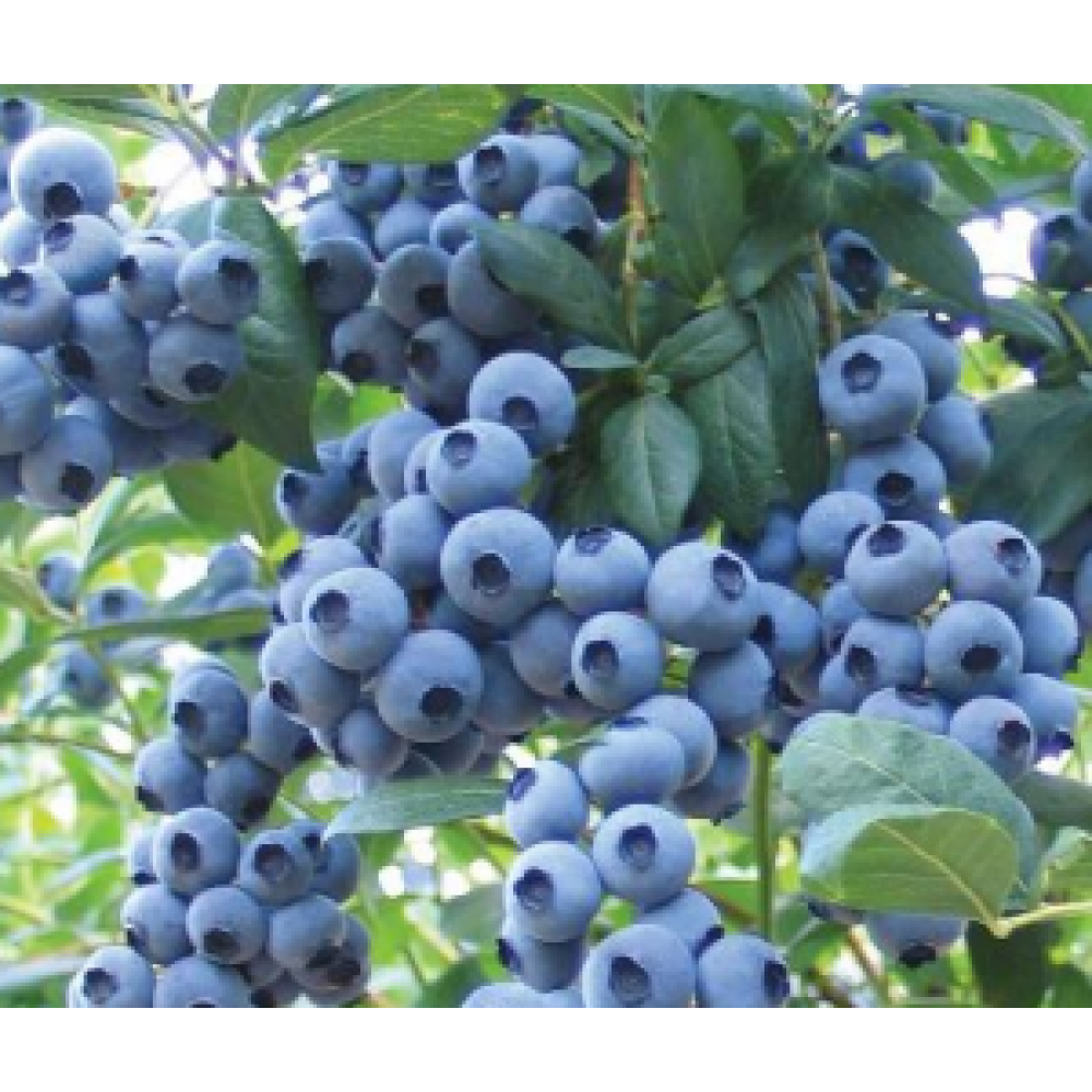 S.ARVORE FRUTO -MIRTILO EM VASO