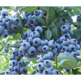 S.ARVORE FRUTO -MIRTILO EM VASO