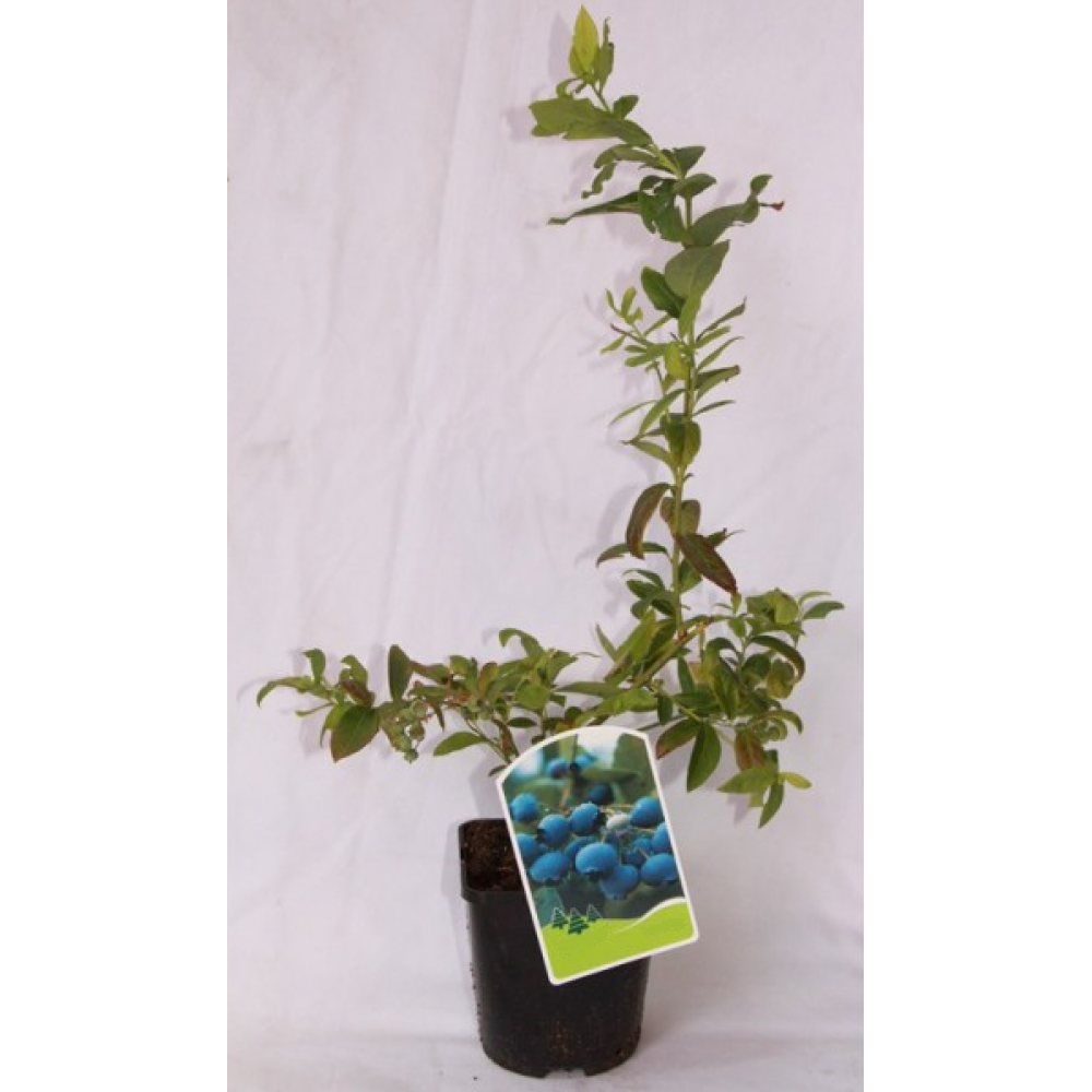 S.ARVORE FRUTO -MIRTILO LEGACY ENV
