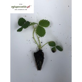 S.PLANTA MORANGOS      - UNIDADE