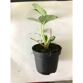 S.PLANTA MORANGOS      - VASO