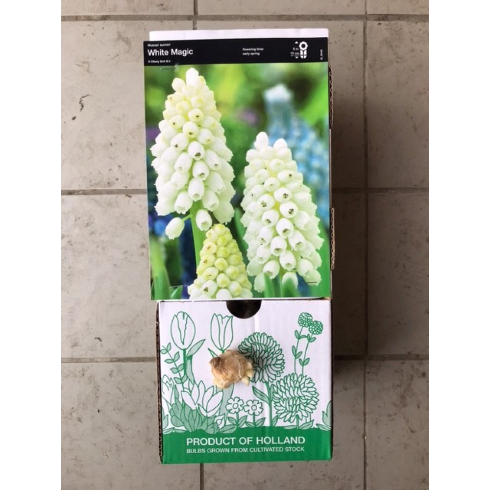 S.BOLBO MUSCARI   - UNIDADE