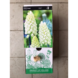 S.BOLBO MUSCARI   - UNIDADE