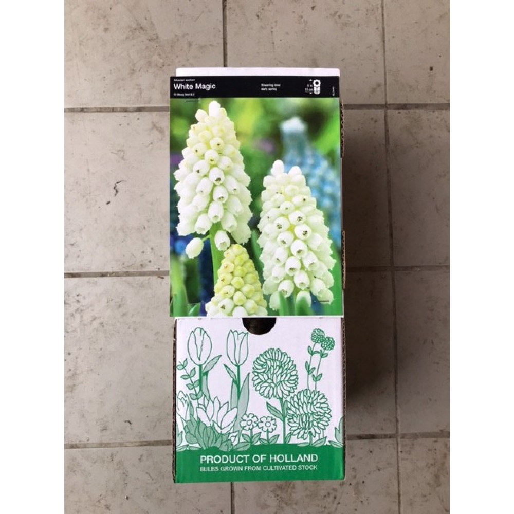 S.BOLBO DC MUSCARI   - CAIXA 100 UNIDADES