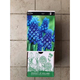 S.BOLBO DC MUSCARI   - CAIXA 100 UNIDADES