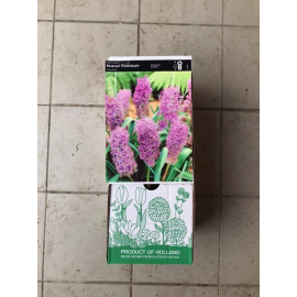 S.BOLBO DC MUSCARI   - CAIXA 100 UNIDADES