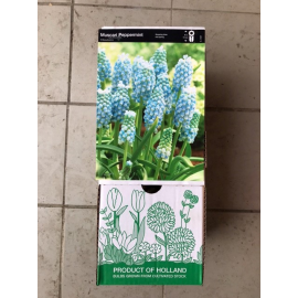 S.BOLBO DC MUSCARI   - CAIXA 100 UNIDADES