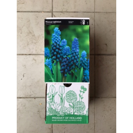 S.BOLBO DC MUSCARI   - CAIXA 100 UNIDADES