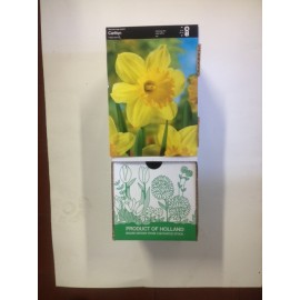 S.BOLBO DC NARCISOS SINGELOS - CAIXA 30 UNIDADES