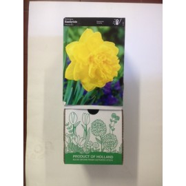 S.BOLBO DC NARCISOS DOBRADOS - CAIXA 30 UNIDADES