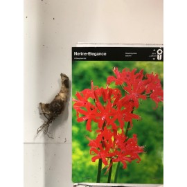 S.BOLBO NERINE - UNIDADE