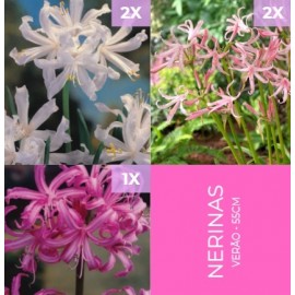 S.BOLBO GR NERINE MIX - CAIXA 150 UNIDADES