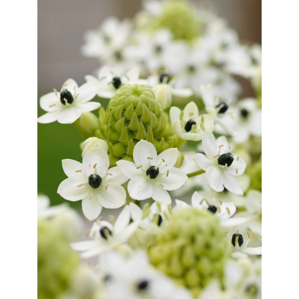 S.BOLBO DC ORNITHOGALUM ARABICO   - CAIXA 50 UNIDADES