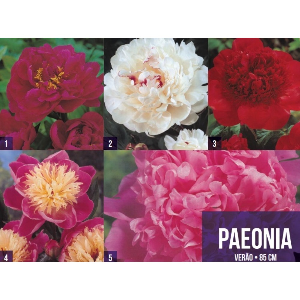 S.BOLBO GR PEONIA - CAIXA 50 UNIDADES