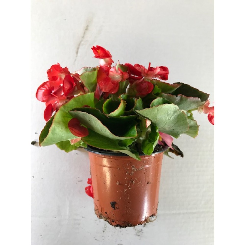 VASO DE FLOR DE BEGONIAS