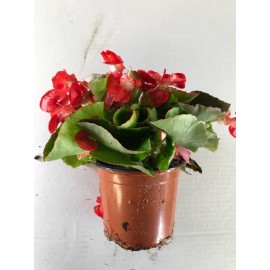 VASO DE FLOR DE BEGONIAS