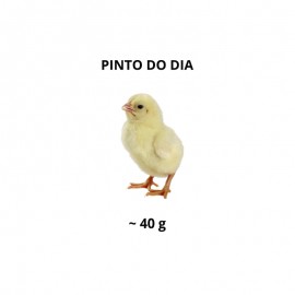 PINTOS DO DIA - CONGELADOS - 10KG