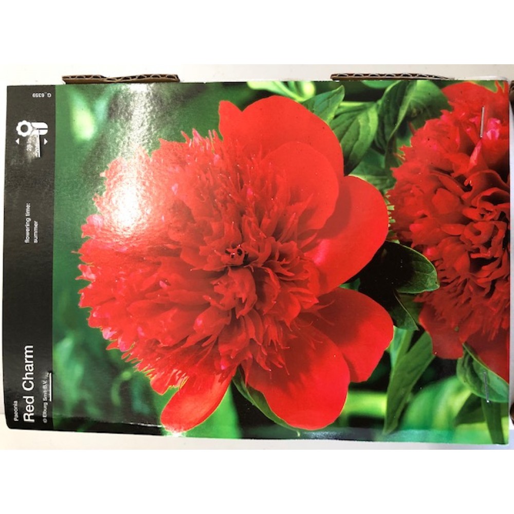 S.BOLBO PEONIAS  - UNIDADE