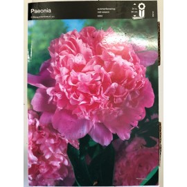 S.BOLBO PEONIAS  - UNIDADE