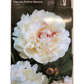 S.BOLBO PEONIAS  - UNIDADE