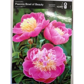 S.BOLBO PEONIAS  - UNIDADE