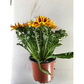 VASO DE FLOR GAZANIA