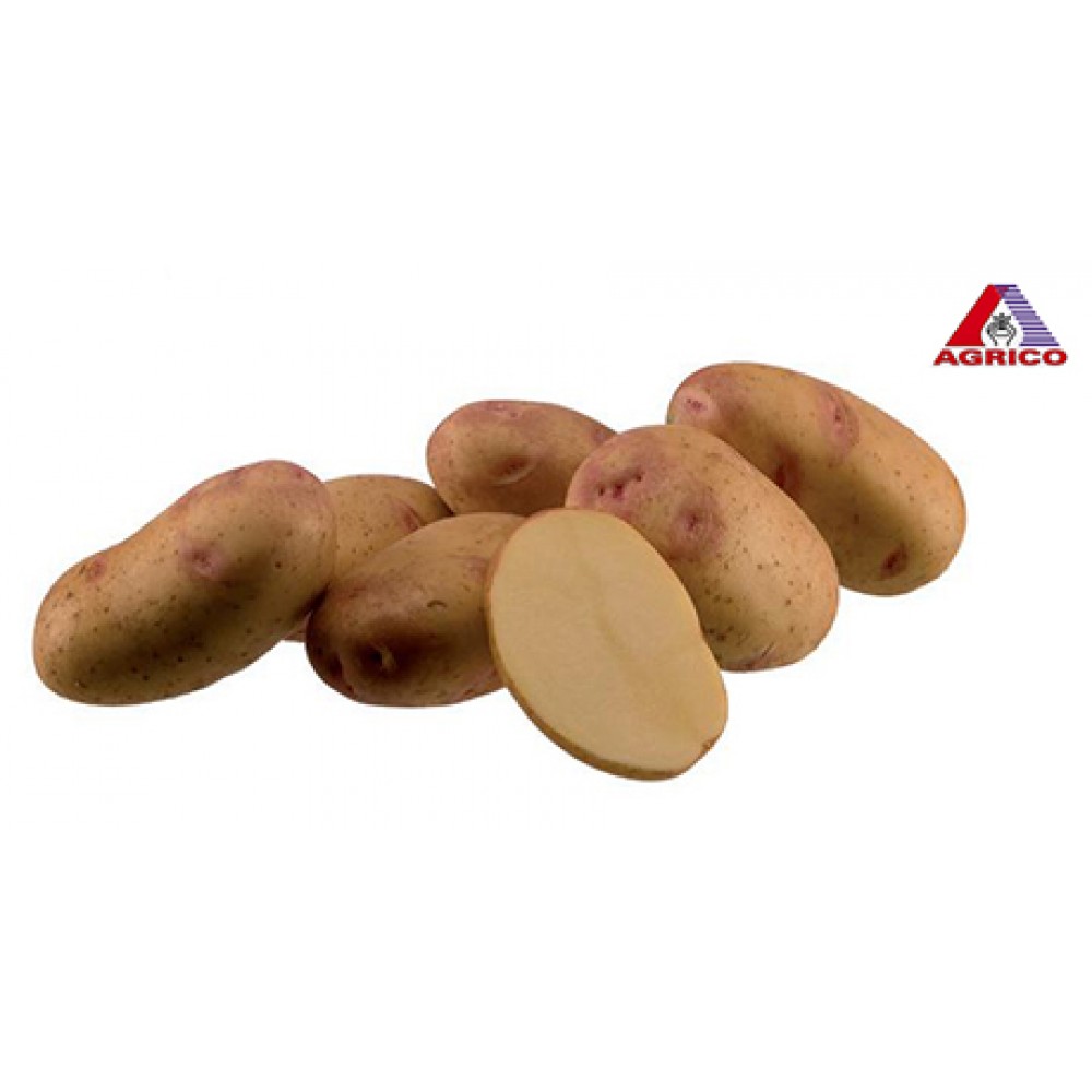 S.BATATA AGRICO PICASSO 35/55     - 25KG
