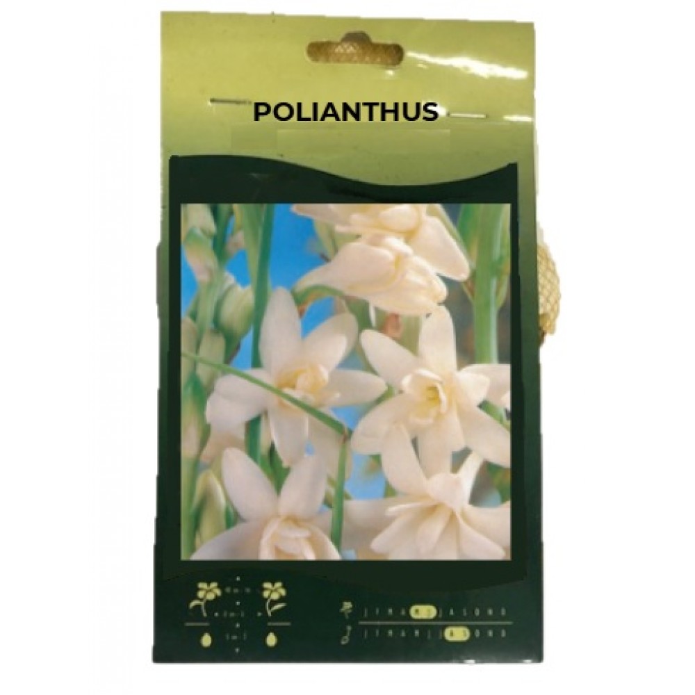S.BOLBO GR SAQUETA POLIANTHUS TUBEROSA DOBRADO