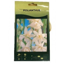 S.BOLBO GR SAQUETA POLIANTHUS TUBEROSA DOBRADO