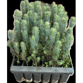 S.PLANTA PINHEIRO MANSO (PINUS PINEA) EM TABULEIRO 54 UNID.