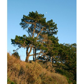 S.PLANTA PINHEIRO RADIATA (PINUS INSIGNE) - UNIDADE