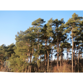 S.PLANTA PINHEIRO SYLVESTRIS (PINUS SYLVESTRIS) - UNIDADE