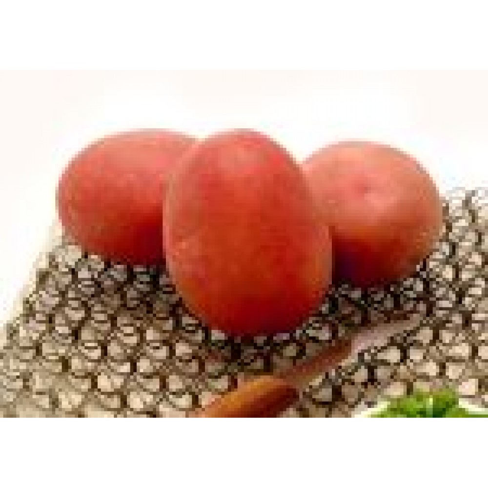 S.BATATA EUROPLANT RED SONIA 35/55  - 25KG